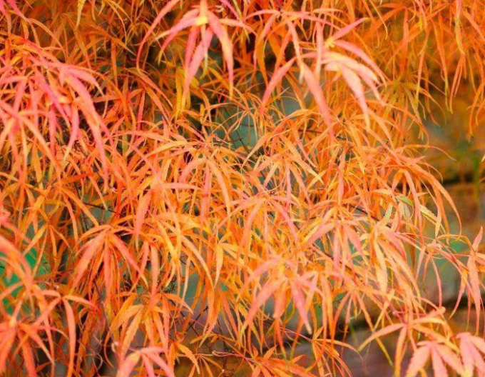 Palmblättriger Ahorn "Koto No Ito