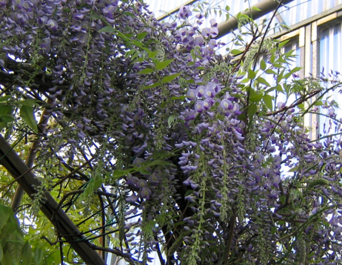 Blauregen Prolific