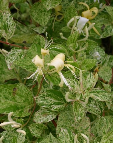 Japanische Geißschlinge "Mint Crips"