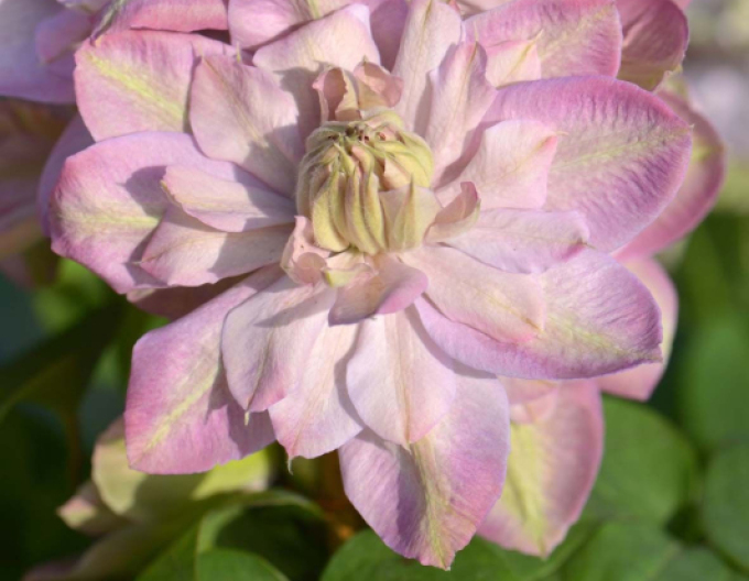 Waldrebe Innocent Blush