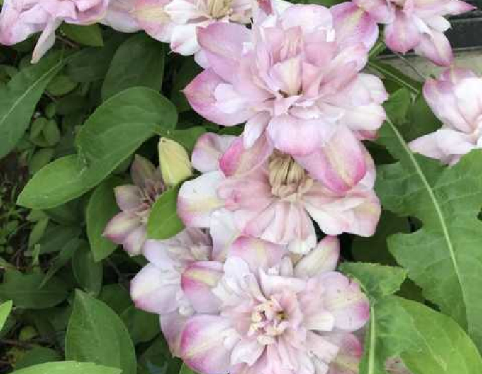 Waldrebe Innocent Blush