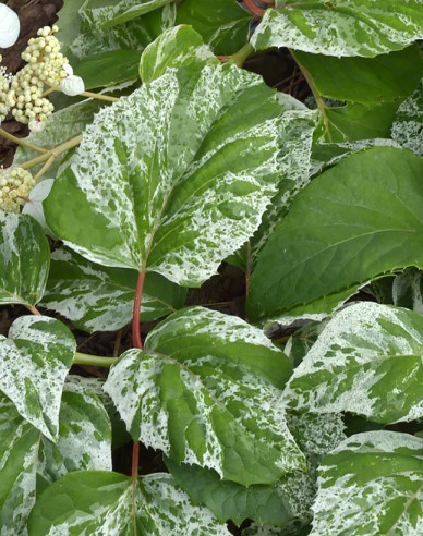 Schizophragma hydrangeoides Burst of Light