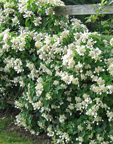 Schizophragma hydrangeoides Burst of Light