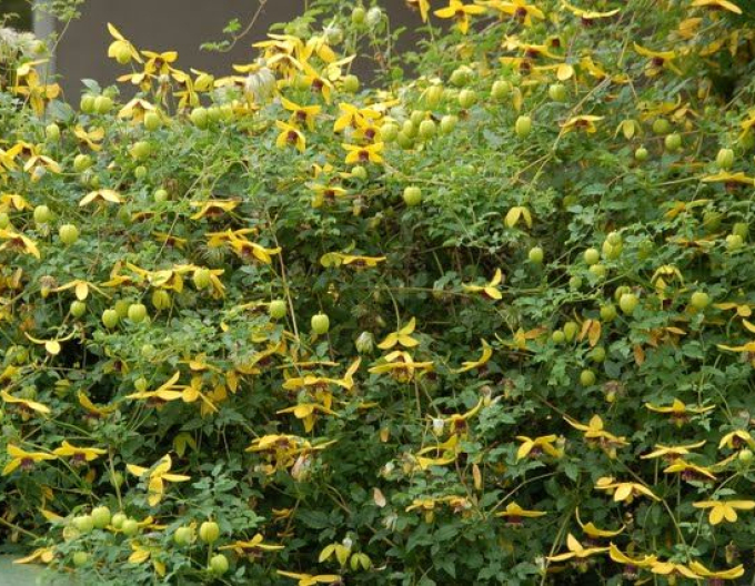 Waldrebe tanguta Golden Tiara