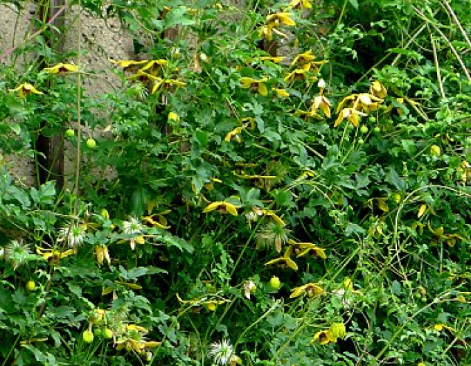 Waldrebe tanguta Golden Tiara