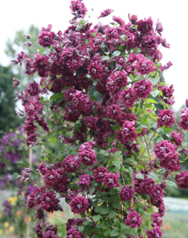 Waldrebe Purpurea Plena Elegans