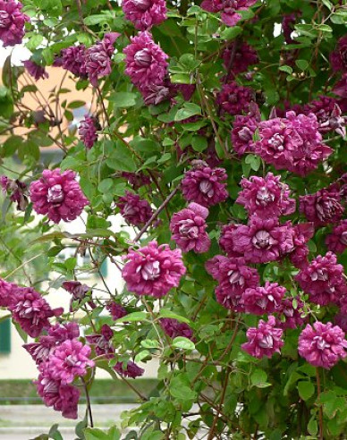Waldrebe Purpurea Plena Elegans