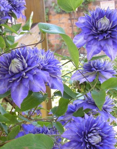 Waldrebe Multiblue