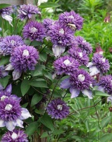 Waldrebe Multiblue
