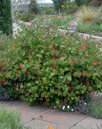 Geißschlinge Dropmore Scarlet