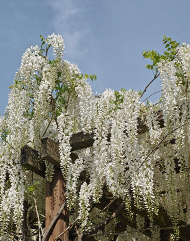 Chinesischer Blauregen Alba