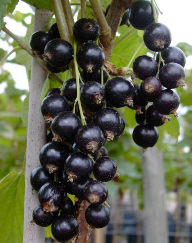 Schwarze Johannisbeere Tsema Strauch, 2l