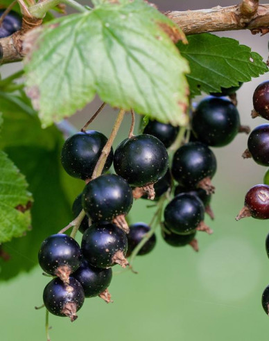 Schwarze Johannisbeere Tsema Strauch, 2l