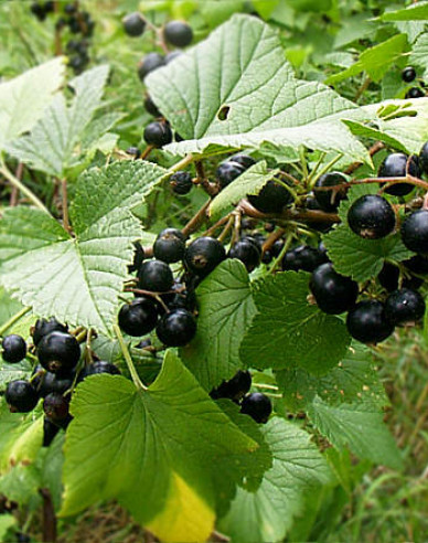 Schwarze Johannisbeere Tsema Strauch, 2l