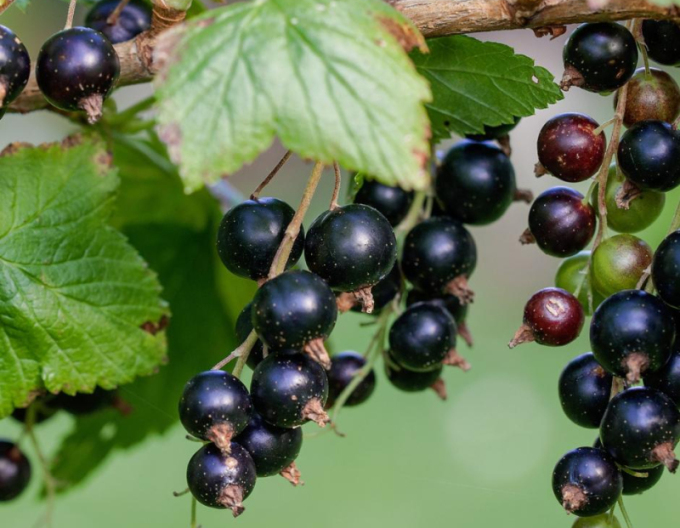 Schwarze Johannisbeere Tsema KER, Forts. 9l