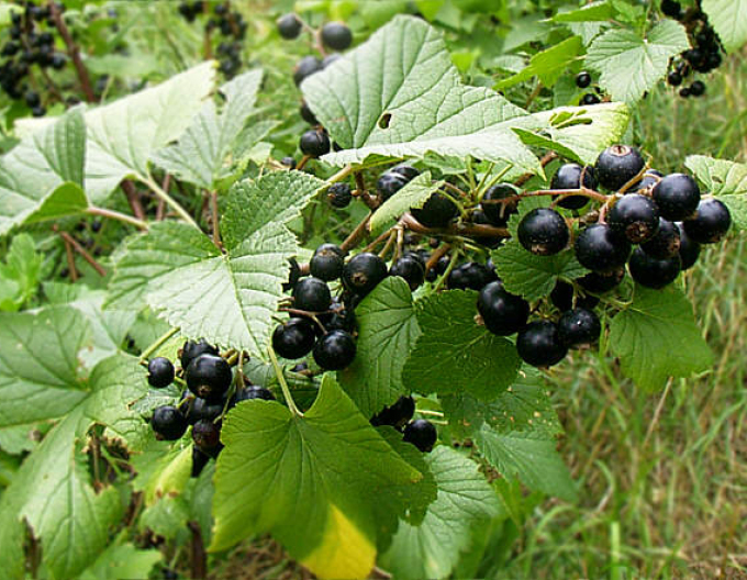 Schwarze Johannisbeere Tsema KER, Forts. 9l