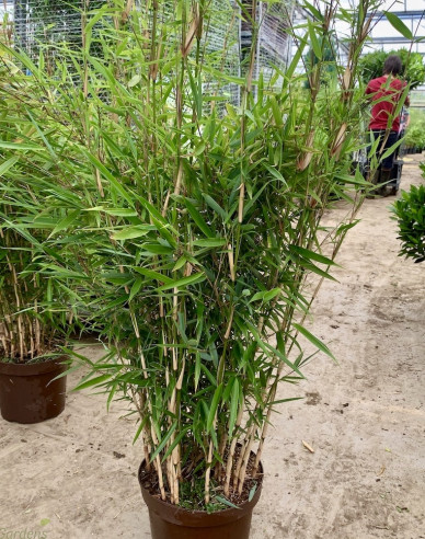 Bambus Fargesia Robusta Campbell