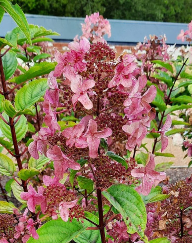 Rispenhortensie Wims Red