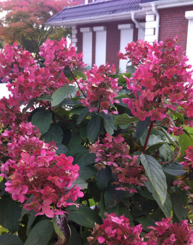 Rispenhortensie Wims Red