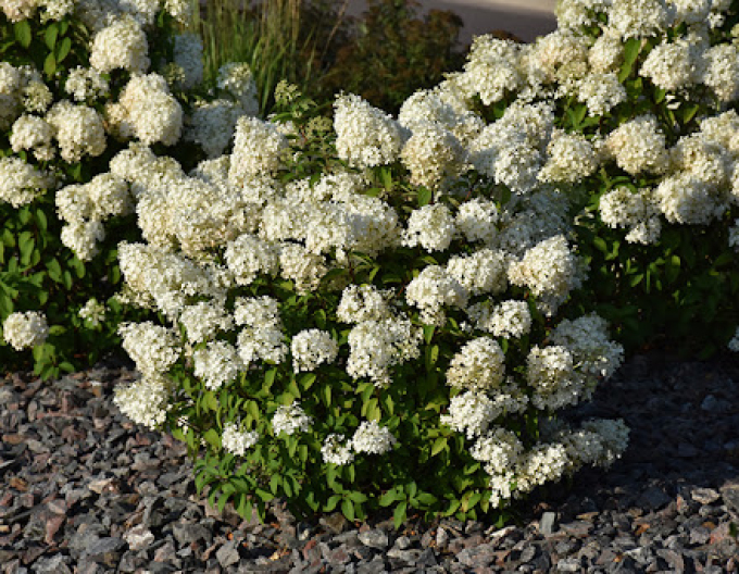 Rispenhortensie Bobo