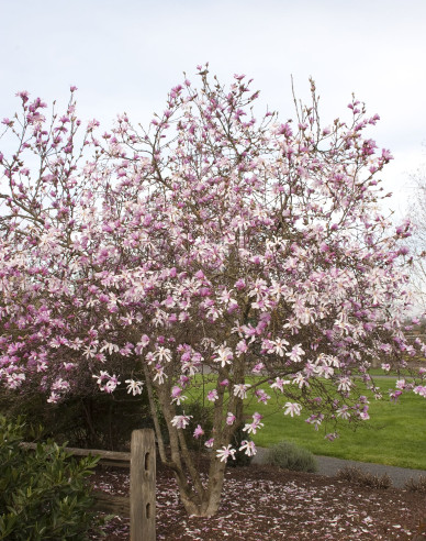 Magnolie Leonard Messel
