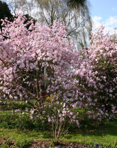 Magnolie Leonard Messel