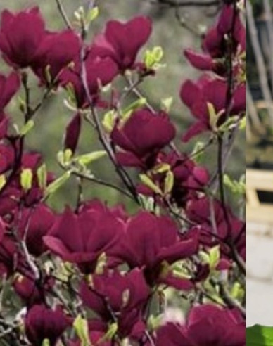 Magnolie Genie