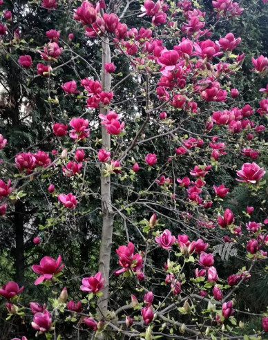 Magnolie Genie