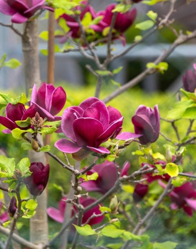 Magnolie Genie