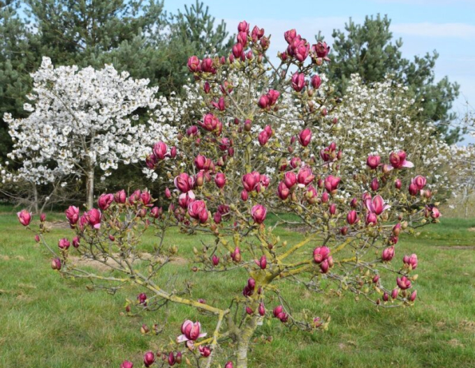 Magnolie Genie - Stämmchen