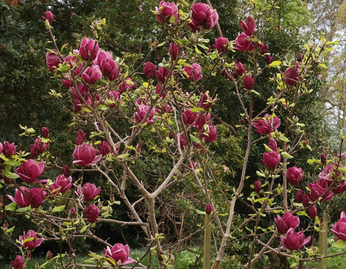 Magnolie Genie - Stämmchen