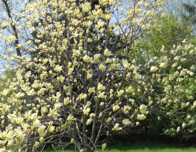 Magnolie Schmetterlinge