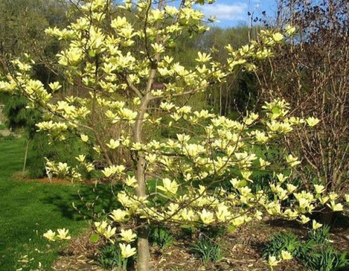 Magnolie Schmetterlinge