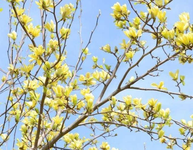 Magnolie Schmetterlinge