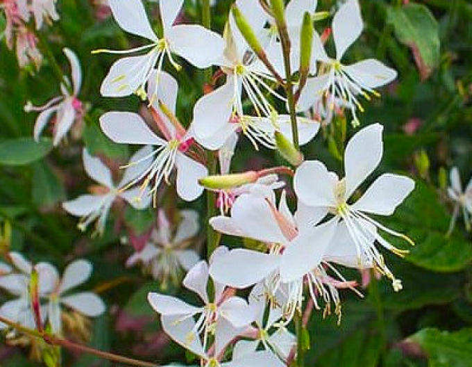 Gaura Weiße Taube