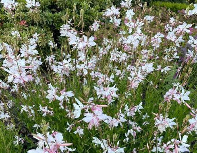 Gaura Weiße Taube