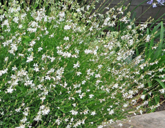Gaura Weiße Taube
