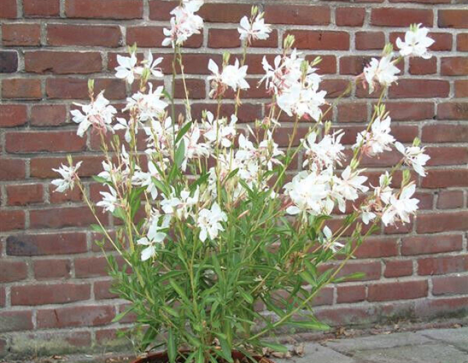 Gaura Weiße Taube