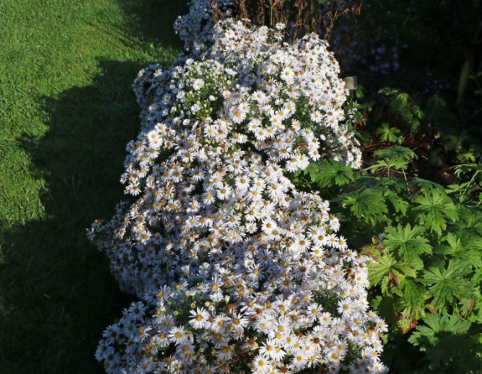 Astra "Apollo"