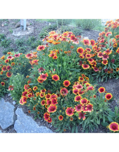 Kokardenblume Arizona Sun