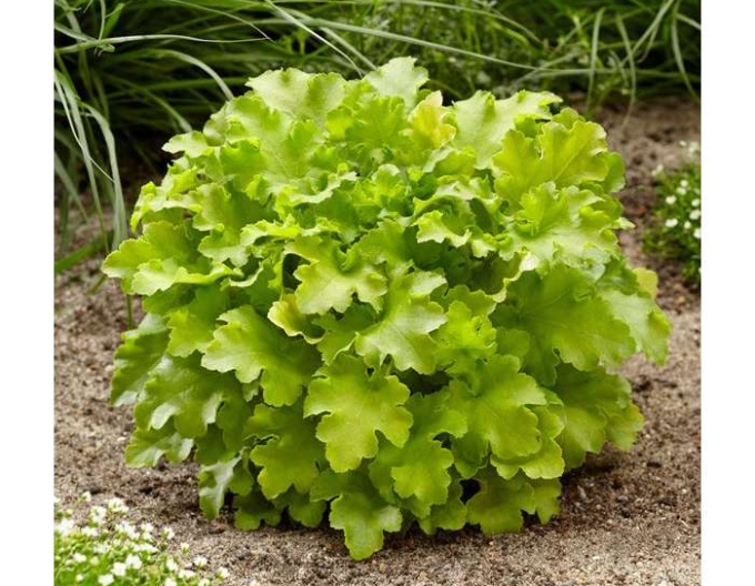 Heuchera Limettenmarmelade