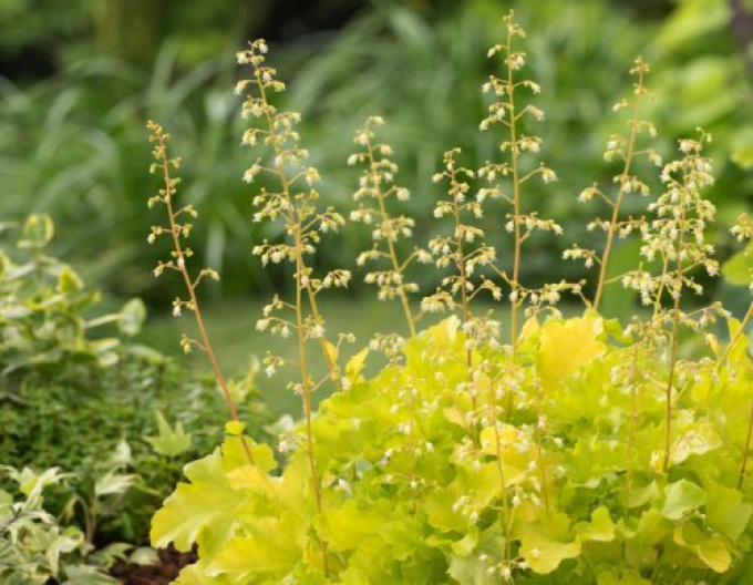 Heuchera Limettenmarmelade