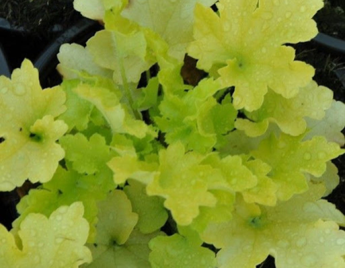Heuchera Limettenmarmelade