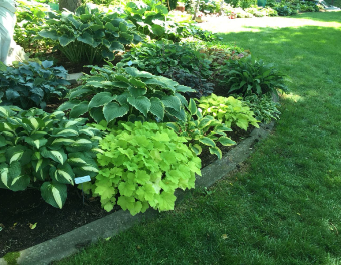 Heuchera Limettenmarmelade
