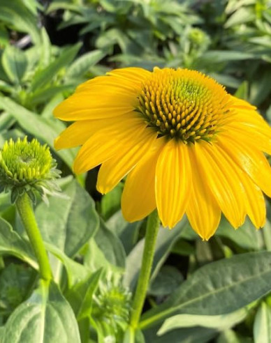 Scheinsonnenhut ’Kismet Yellow´’