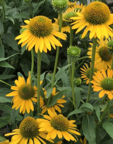 Scheinsonnenhut ’Kismet Yellow´’