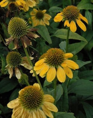 Scheinsonnenhut ’Kismet Yellow´’