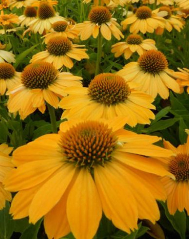 Scheinsonnenhut ’Kismet Yellow´’