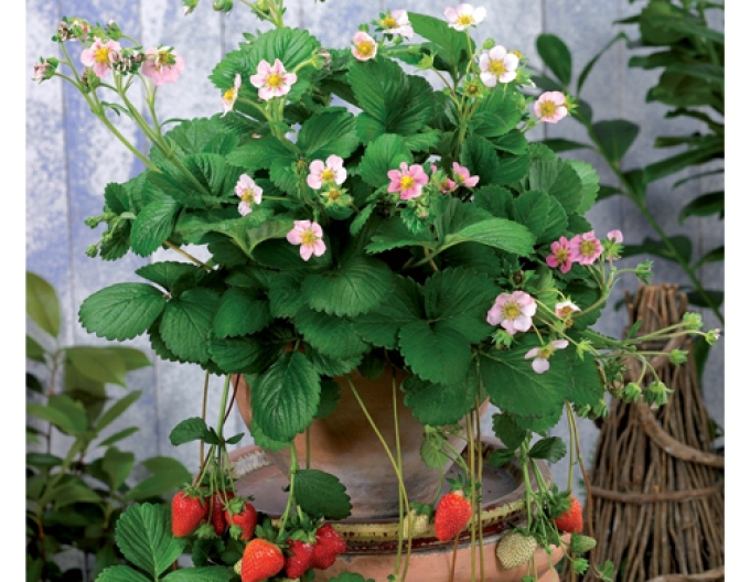 Erdbeere Rosana Staude mit rosa Blüten