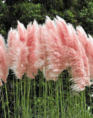 Pampasgras Rose Plume